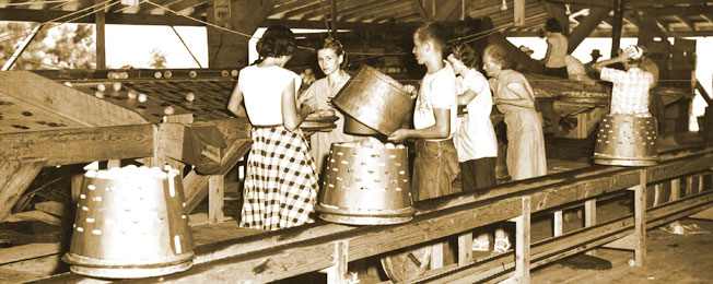 Peach Packing House, circa late 1940s to 1950